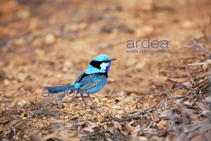 : Splendid Fairy-wren / Banded / Black-backed Wren : Splendid Fairy-wren / Banded / Black-backed Wren