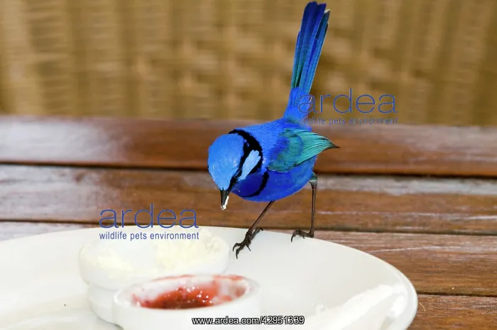  : Splendid Fairy-wren - male feeding on jam at restaurant