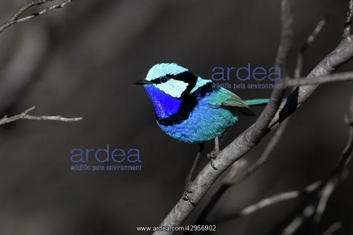  : Splendid Fairy-wren - male near Ti Tree