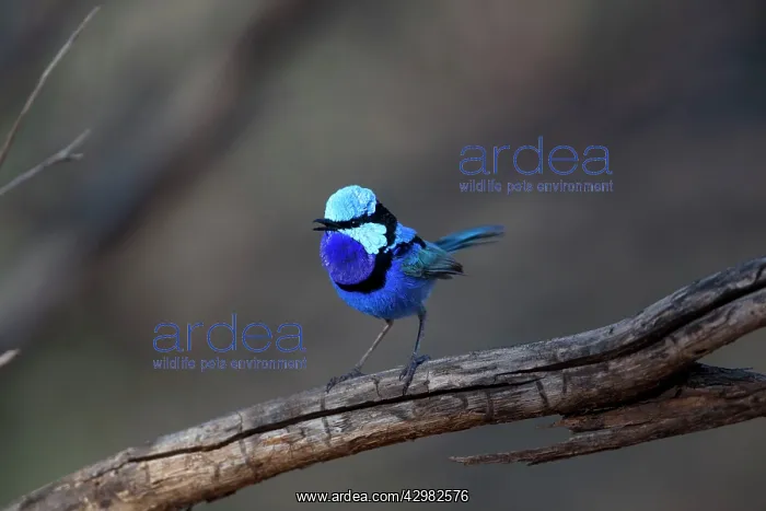 : Splendid Fairywren : Splendid Fairywren