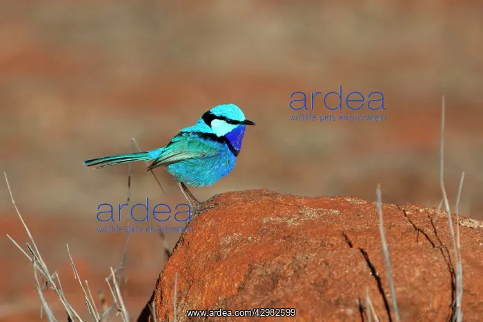 : Splendid Fairywren : Splendid Fairywren