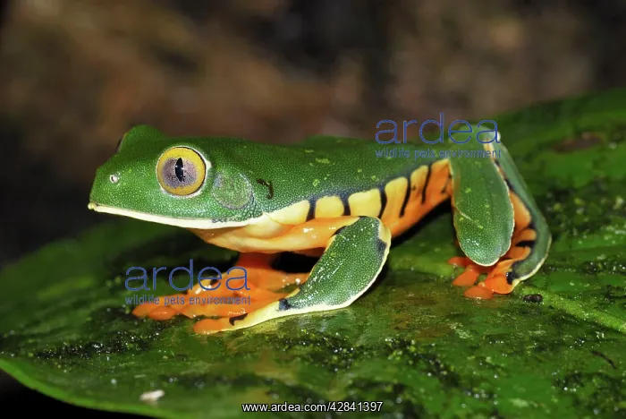 : Splendid Leaf Frog : Splendid Leaf Frog
