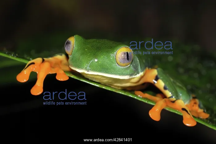 : Splendid Leaf Frog : Splendid Leaf Frog