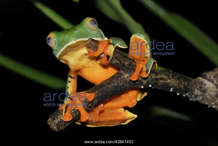 : Splendid Leaf Frog : Splendid Leaf Frog