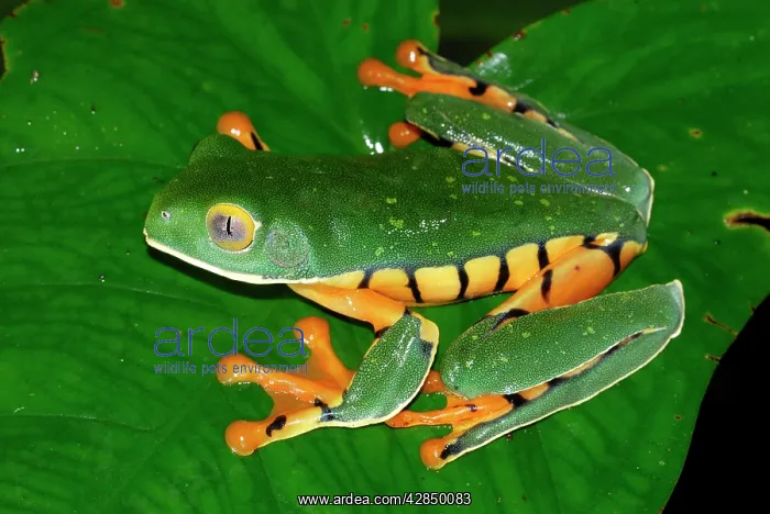 : Splendid Leaf Frog : Splendid Leaf Frog