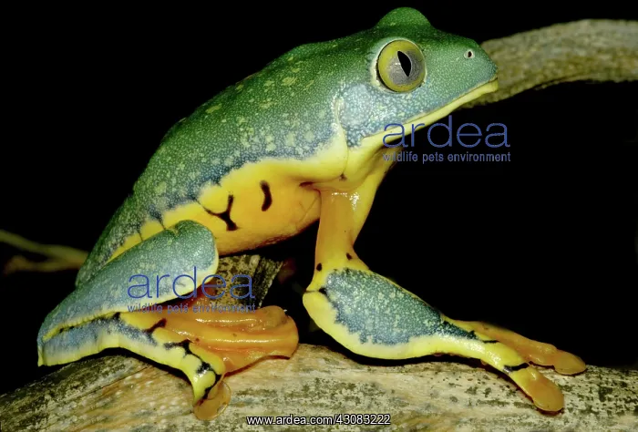 : Splendid Leaf Frog : Splendid Leaf Frog
