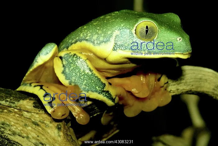 : Splendid Leaf Frog : Splendid Leaf Frog