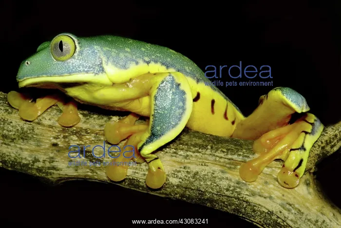 : Splendid Leaf Frog : Splendid Leaf Frog