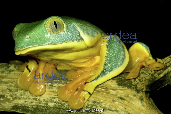 : Splendid Leaf Frog : Splendid Leaf Frog