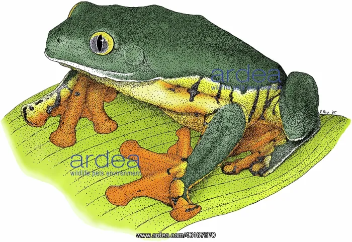 : Splendid Leaf Frog : Splendid Leaf Frog