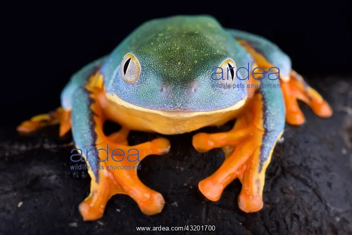 : Splendid leaf frog (Cruziohyla calcarifer) : Splendid leaf frog (Cruziohyla calcarifer)
