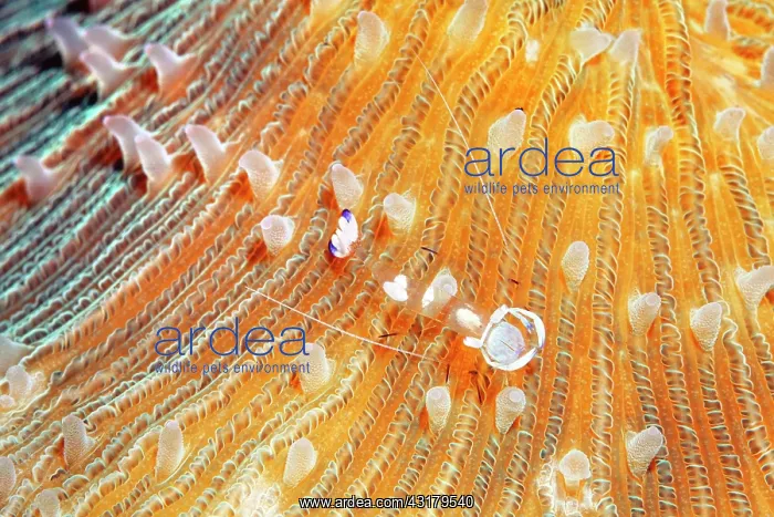 : Splendid partner shrimp ( Periclimenes magnificus) : Splendid partner shrimp ( Periclimenes magnificus)