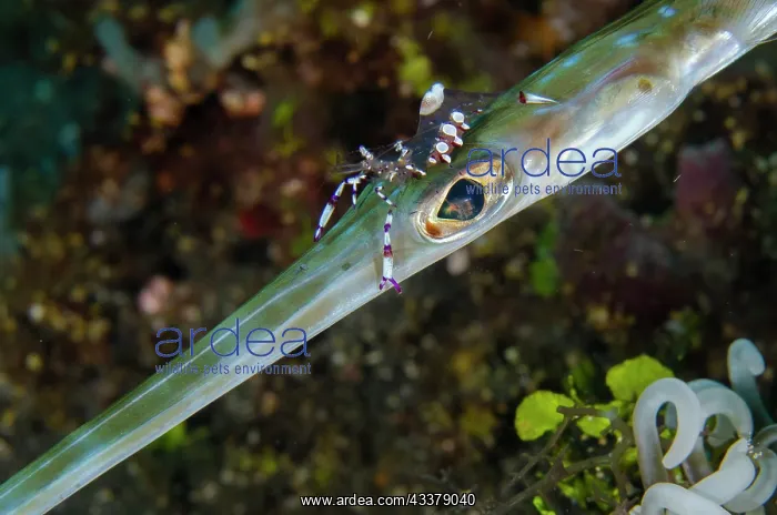 : Splendid Shrimp cleaning eye of Bluespotted Cornetfish : Splendid Shrimp cleaning eye of Bluespotted Cornetfish