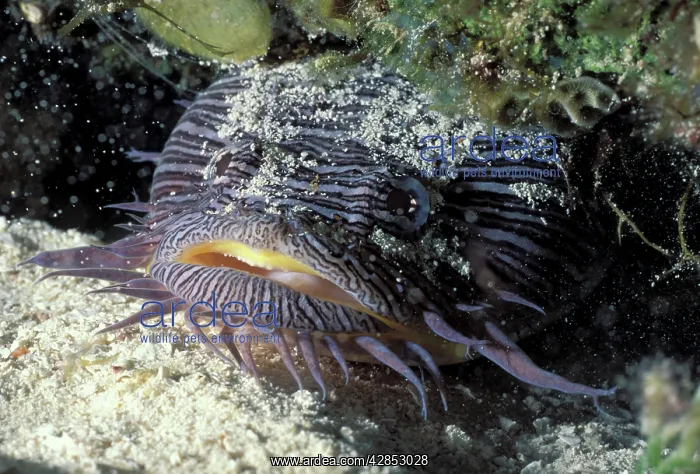 : Splendid Toadfish 40 cm : Splendid Toadfish 40 cm