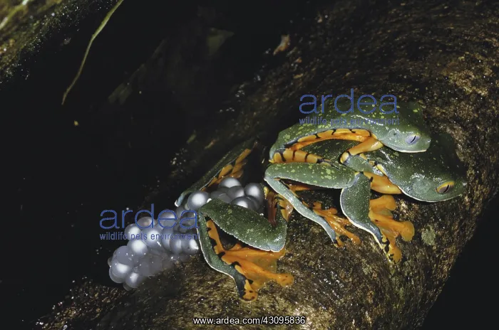 : Splendid Treefrogs with Eggs : Splendid Treefrogs with Eggs