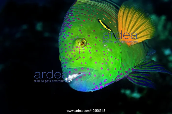 : Splendour / Broomtail Wrasse : Splendour / Broomtail Wrasse