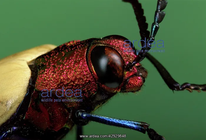 : Splendour or Metallic Wood-boring Beetle - portrait : Splendour or Metallic Wood-boring Beetle - portrait