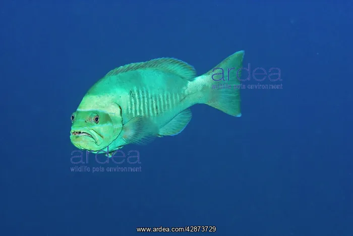 : Splinderspine Grouper - This fish goes through : Splinderspine Grouper - This fish goes through