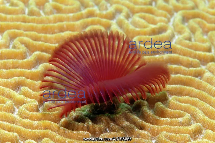 : Split-crown Feather-duster (Anamobaea orstedii) : Split-crown Feather-duster (Anamobaea orstedii)