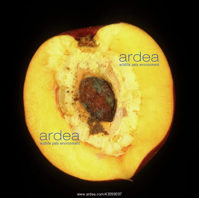 : Split Stone Defect on Peach : Split Stone Defect on Peach