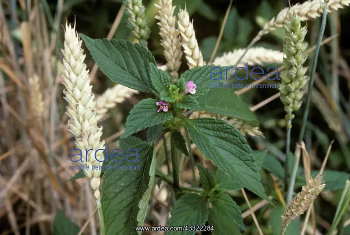 : Splitlip hemp-nettle : Splitlip hemp-nettle