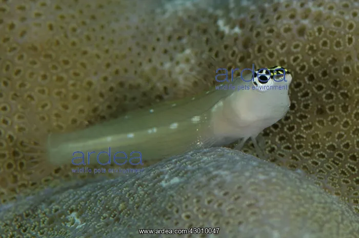: Spoke-eye Blenny on coral Tatawa Besar dive site : Spoke-eye Blenny on coral Tatawa Besar dive site