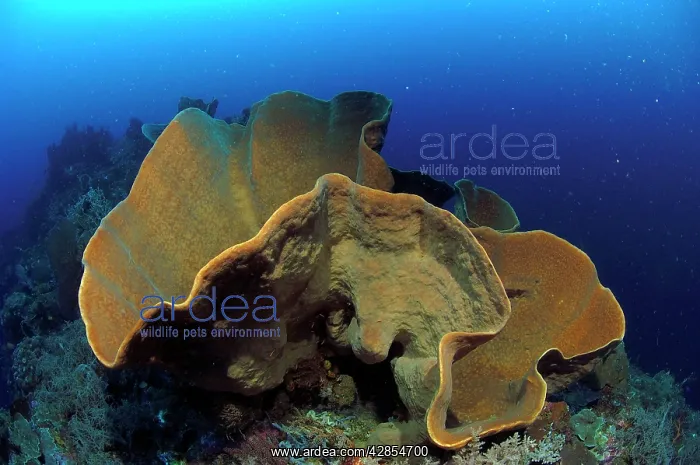  : Sponge. Sulawesi, Indonesia