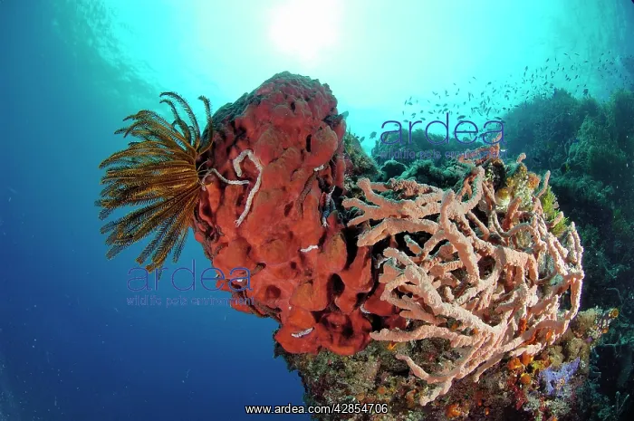  : Sponge. Sulawesi, Indonesia