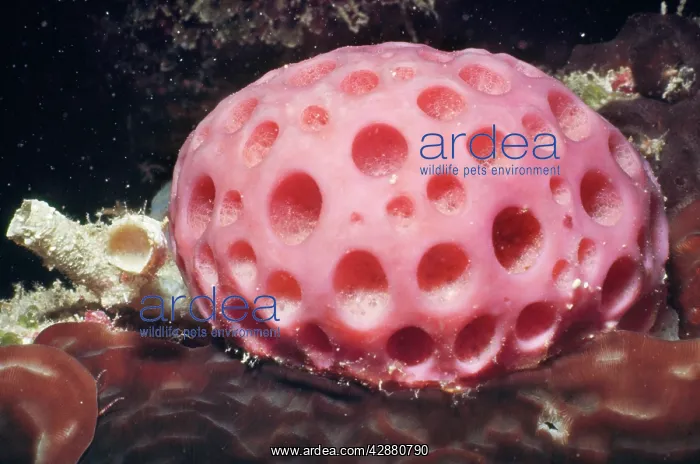 : Sponge. Great Barrier Reef, Australia : Sponge. Great Barrier Reef, Australia