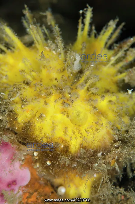 : Sponge : Sponge