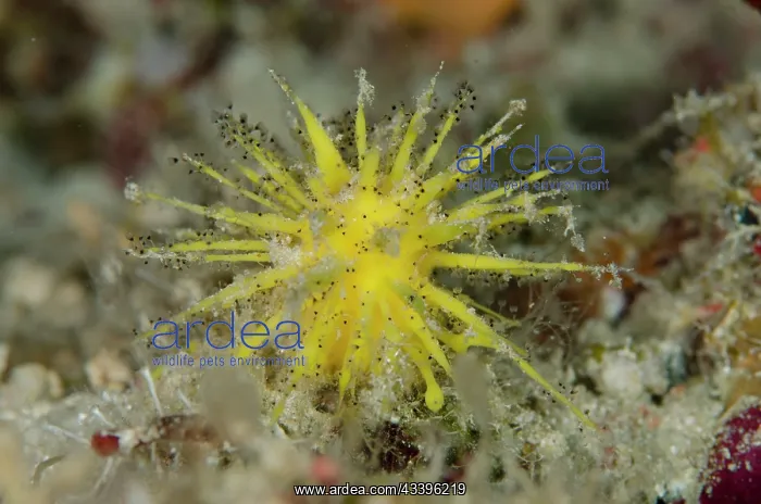: Sponge - Dai North dive site, Dai Island, Banda Sea, Forgotten Islands, Indonesia : Sponge - Dai North dive site, Dai Island, Banda Sea, Forgotten Islands, Indonesia