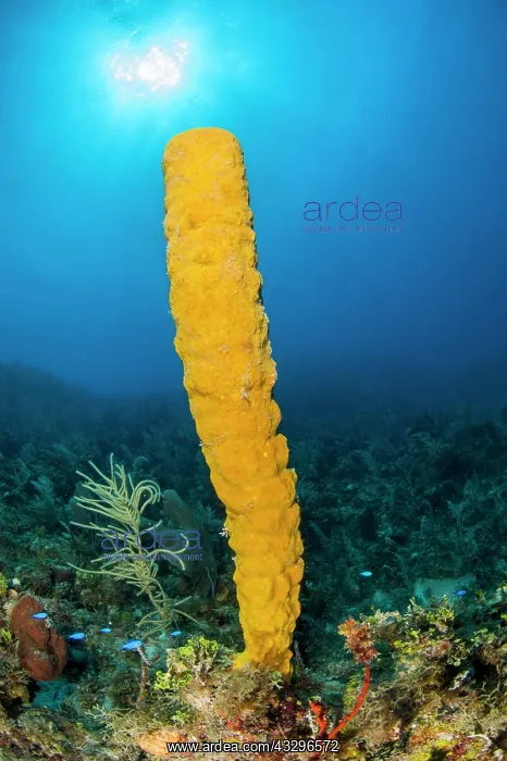  : sponge (Aplysina fistularis), gardens of the queen