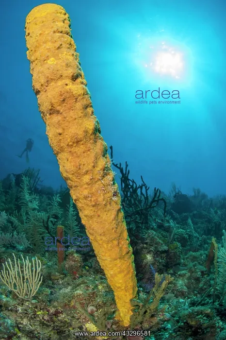 : sponge (Aplysina fistularis), gardens of the queen : sponge (Aplysina fistularis), gardens of the queen