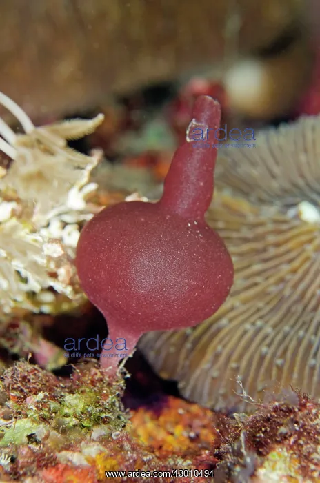 : Sponge Batu Angus dive site, Lembeh Straits, Sulawesi : Sponge Batu Angus dive site, Lembeh Straits, Sulawesi