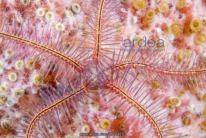 : Sponge Brittle Star (Ophiothrix suensonii), Martinique : Sponge Brittle Star (Ophiothrix suensonii), Martinique