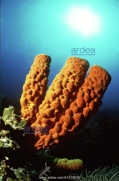 : SPONGE - CARIBBEAN SEA : SPONGE - CARIBBEAN SEA