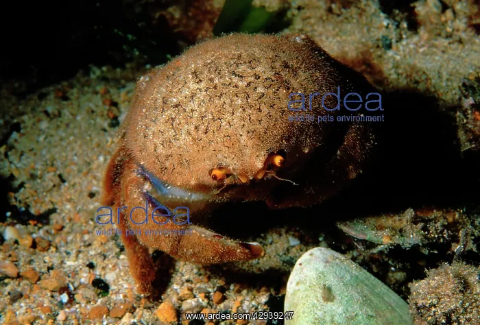 : Sponge crab, here without its usual sponge covering : Sponge crab, here without its usual sponge covering