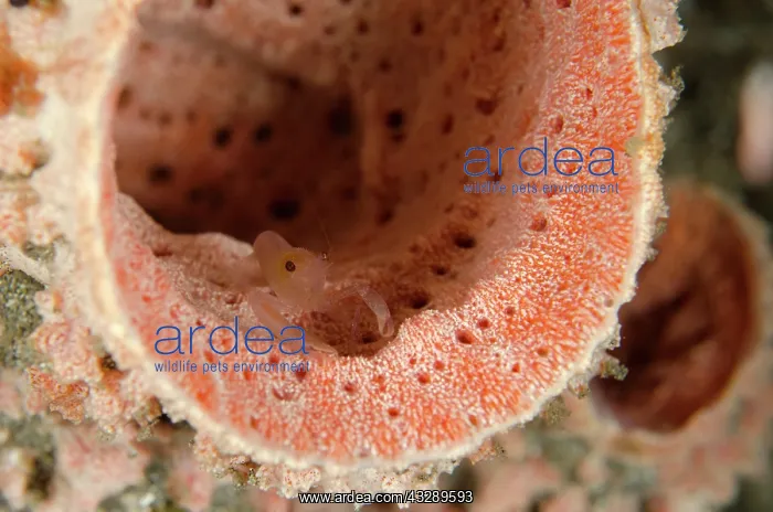 : Sponge-dwelling Snapping Shrimp - in Stove-pipe : Sponge-dwelling Snapping Shrimp - in Stove-pipe