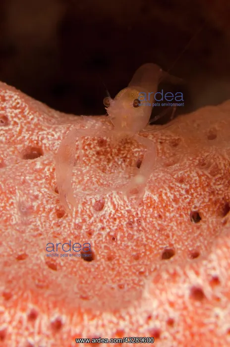 : Sponge-dwelling Snapping Shrimp - in Stove-pipe : Sponge-dwelling Snapping Shrimp - in Stove-pipe