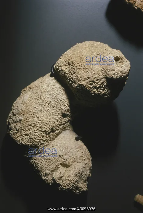 : Sponge Fossil : Sponge Fossil