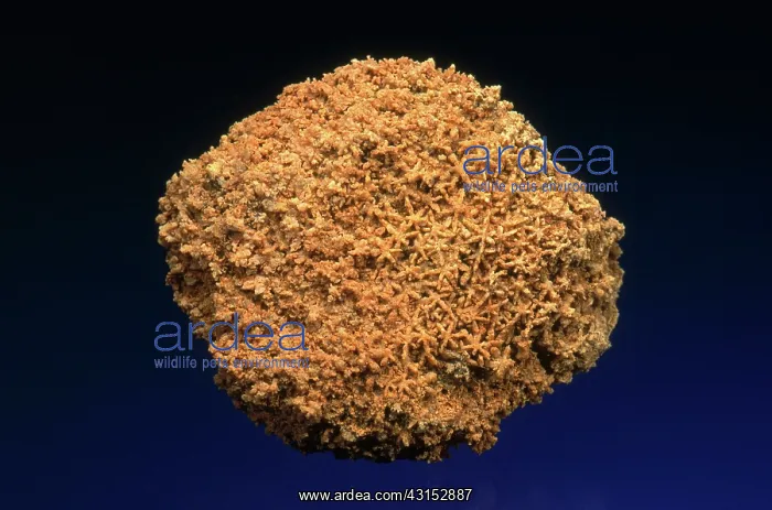 : Sponge Fossil : Sponge Fossil