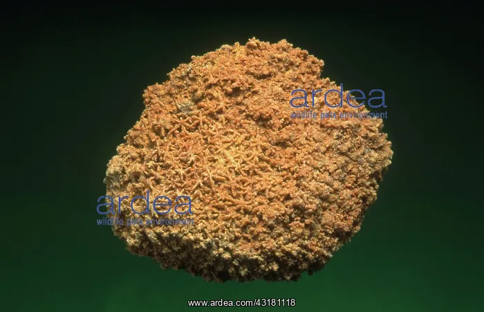 : Sponge Fossil : Sponge Fossil