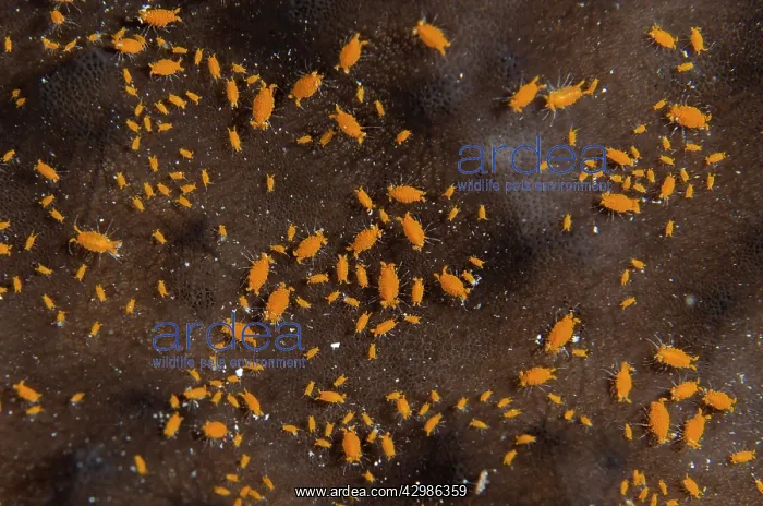 : Sponge Isopods on Sponge (Porifera Phylum) - : Sponge Isopods on Sponge (Porifera Phylum) -