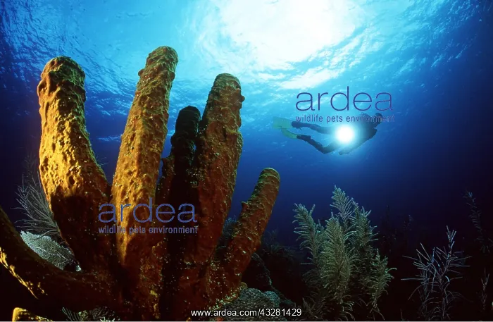 : SPONGE - SCUBA DIVER IN BACKGROUND : SPONGE - SCUBA DIVER IN BACKGROUND