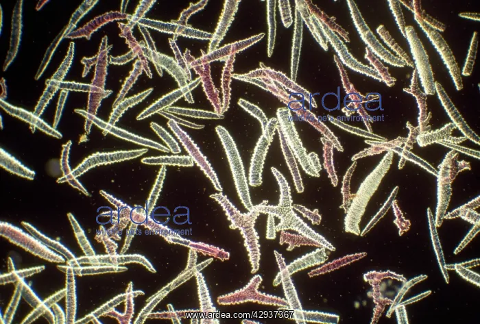 : Sponge Spicules - microscopic, x4 magnification : Sponge Spicules - microscopic, x4 magnification