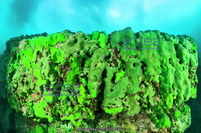 : Sponge underwater, Lake Baikal, Olkhon Island, P : Sponge underwater, Lake Baikal, Olkhon Island, P