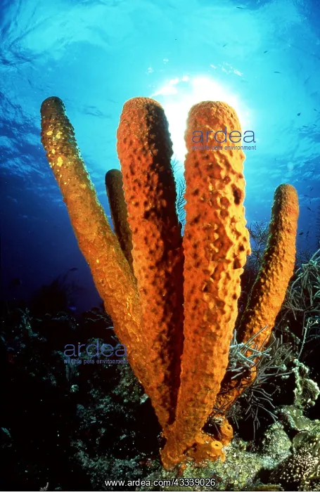 : SPONGES - Belize Barrier Reef : SPONGES - Belize Barrier Reef