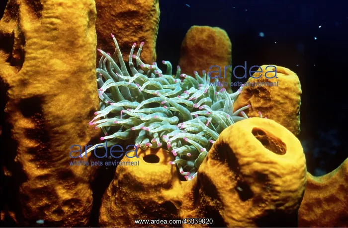 : SPONGES - WITH SEA ANEMONE : SPONGES - WITH SEA ANEMONE