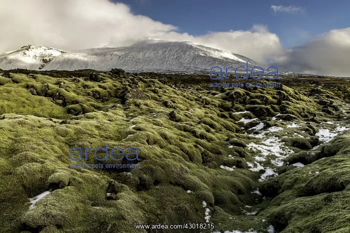  : Spongy Green Moss over lava fields