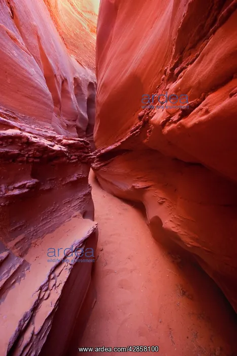 : Spooky Canyon - a narrow passage - Navajo Sandstone walls : Spooky Canyon - a narrow passage - Navajo Sandstone walls